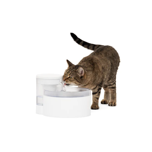 Cat water fountain