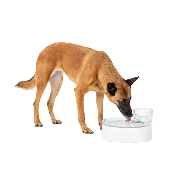 Dog water fountain